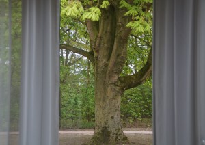 Wuivende kastanjeboom