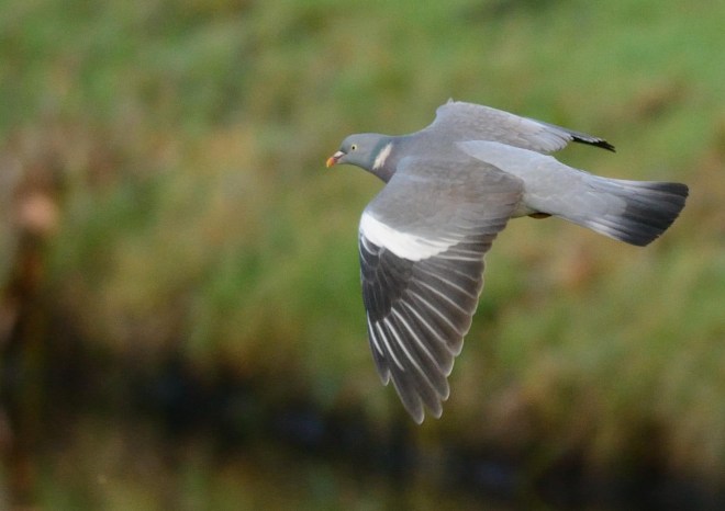 Weer vloog er een duif voorbij