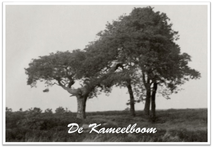 kameelboom
