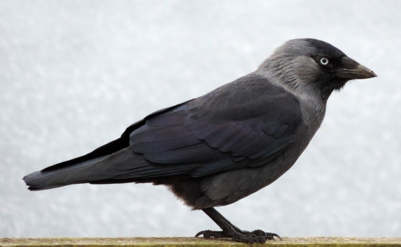 Kauw in de&nbsp;sneeuw…