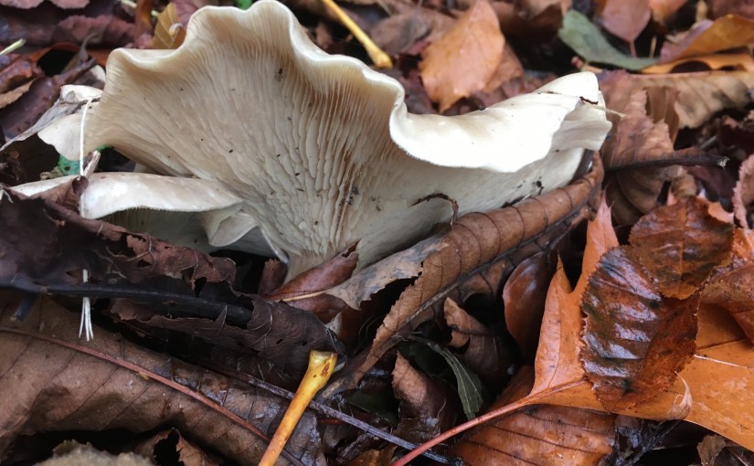 Sporen van herinnering…