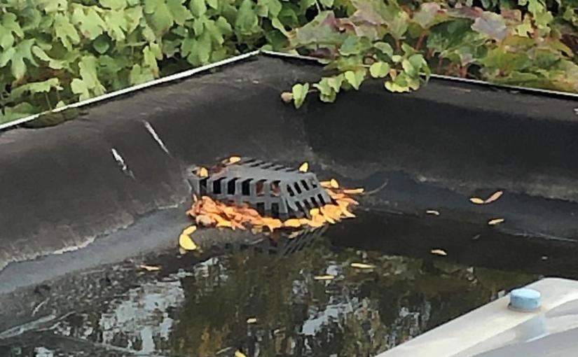 Kroon van bladeren…