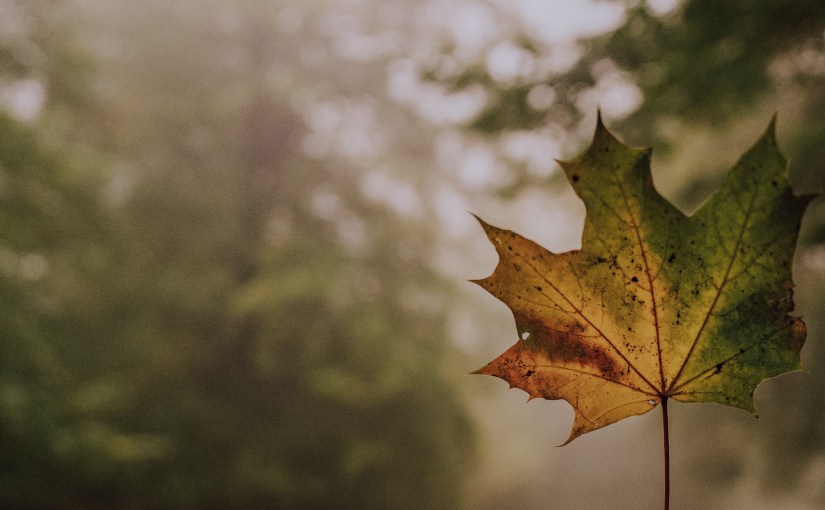 Herfst om me&nbsp;heen…